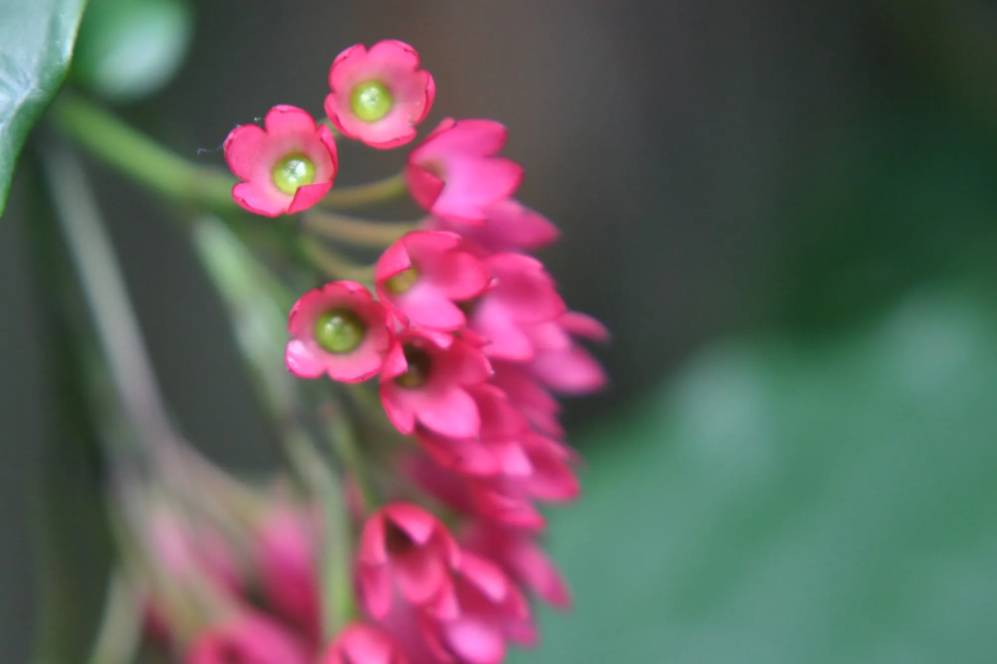 Macro photo of small pink flowers by David Hennes