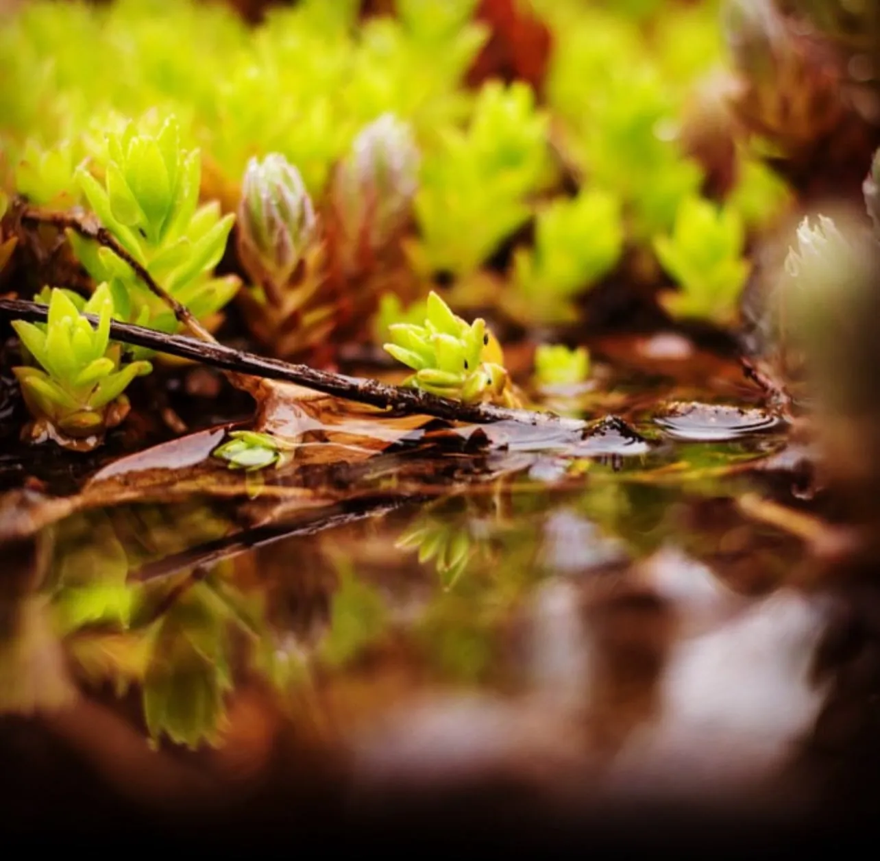 Macro photo of small green succulents reflected in water